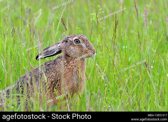 Brown hare (Lepus europaeus) in a meadow, May, spring, Hesse, Germany