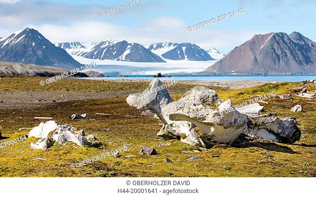 Spitsbergen, Svalbard, tundra, whale bone