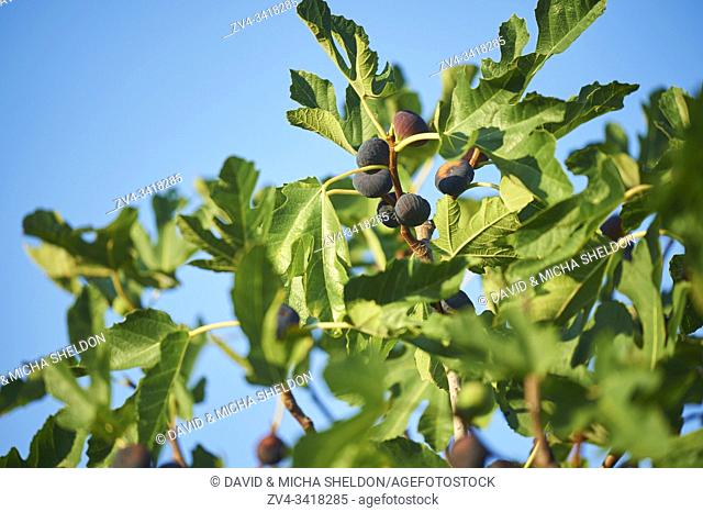 Common fig (Ficus carica) fruits in summer, Cres, Croatia, Europe