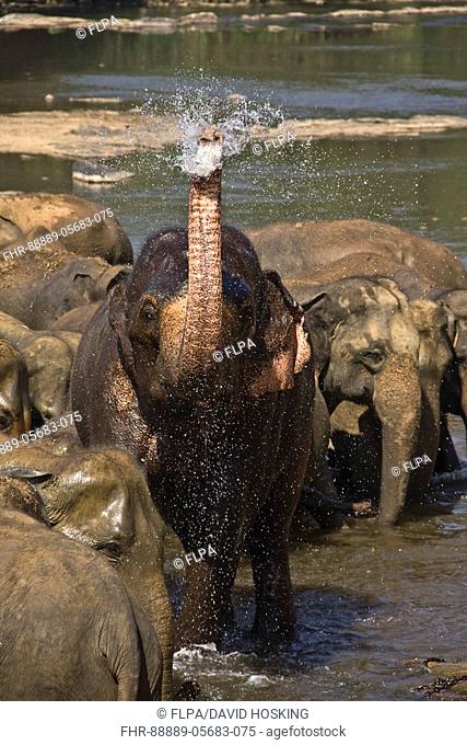 Asian Elephant squirting water, Maha Oya River - Sri Lanka