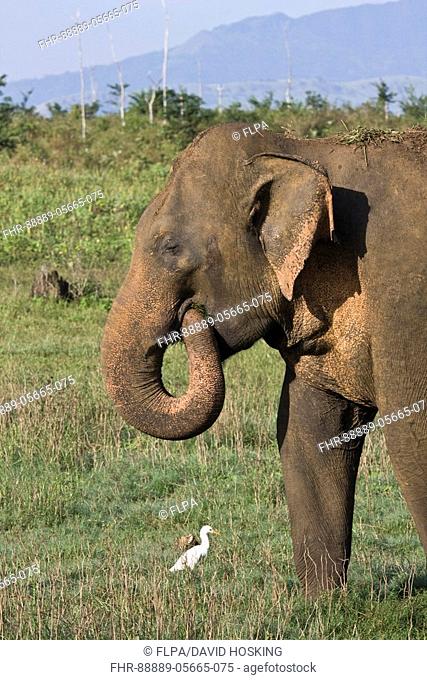 Asian Elephant eating