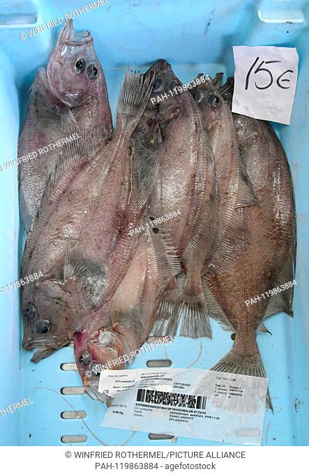 Cornish sole, fish-market , Port Andratx, April 15, 2019 | usage worldwide. - Puerto de Andratx/Balearen/Spain