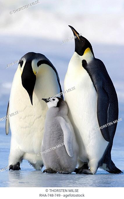 Emperor penguins Aptenodytes forsteri and chick, Snow Hill Island, Weddell Sea, Antarctica, Polar Regions