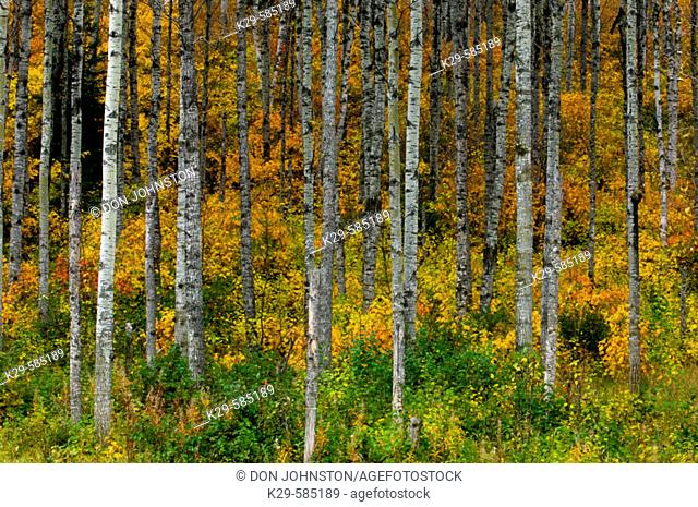 Aspen trees with autumn foliage in understory. Thunder Bay. Ontario