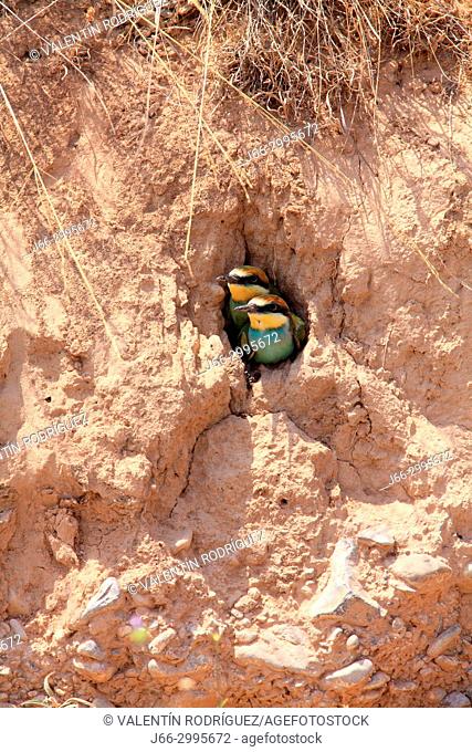 Bee-eater (Merops apiaster), two chicks peeking in the nest, in the Sierra Calderona natural park. Valencia