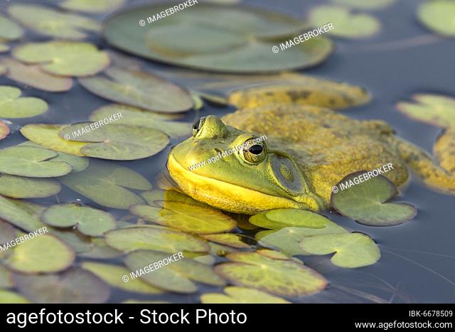 North american bull frog watching at the surface of a lake. Frog resting on aquatic vegetation. (Lithobates catesbeianus)