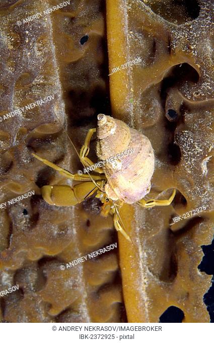 Middendorff's hermit crab (Pagurus middendorffii), Japan Sea, Far East, Primorsky Krai, Russian Federation