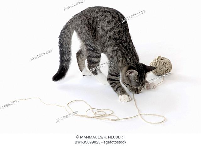 domestic cat, house cat (Felis silvestris f. catus), playing with wool, Germany