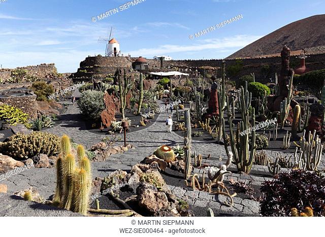Spain, Canary Islands, Lanzarote, View of cactus garden with windmill in background