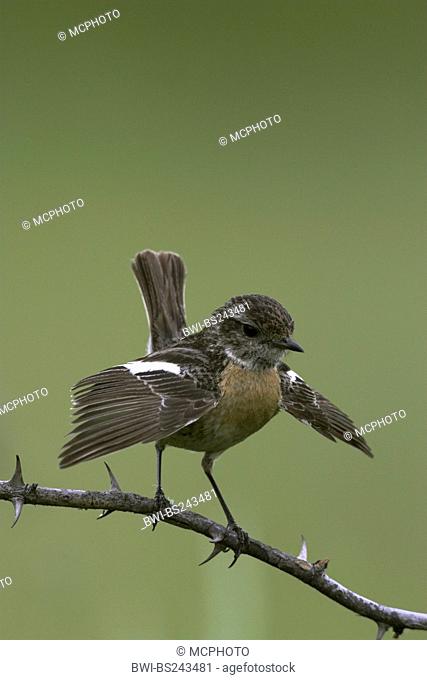 common stonechat Saxicola torquata, female sitting on a branch flapping wings, Germany