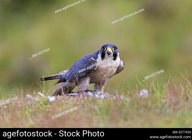 Peregrine falcon (Falco peregrinus) adult, feeding on the prey of common wood pigeon (Columba palumbus), standing on the ground, August (in captivity)