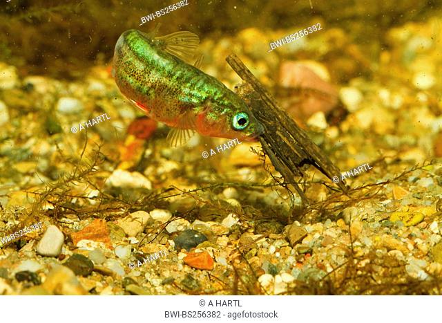 three-spined stickleback Gasterosteus aculeatus, male remoting caddis fly from nest