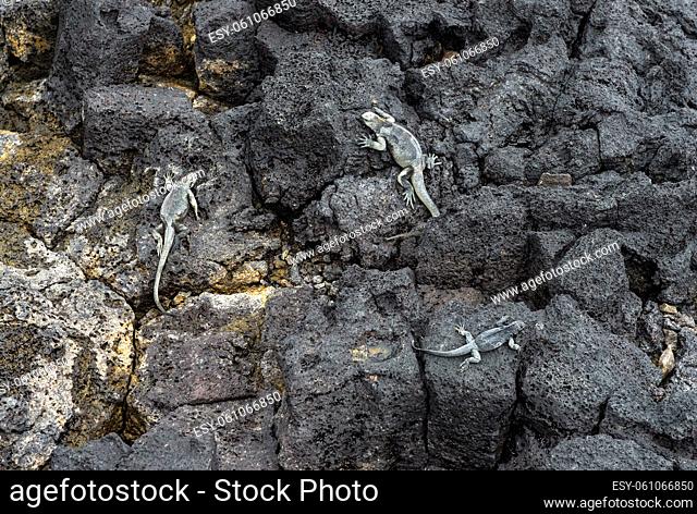 Endemische Meerechse (Amblyrhynchus cristatus hassi), Insel Santa Cruz, Galapagos Inseln, Ecuador / Endemic Marine Iguana (Amblyrhynchus cristatus hassi)