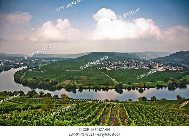 world famous sinuosity at the river Mosel near Trittenheim