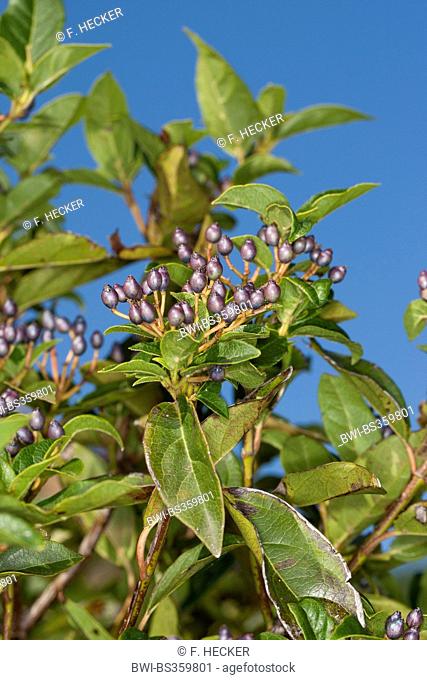 Laurustinus (Viburnum tinus), branch with fruits