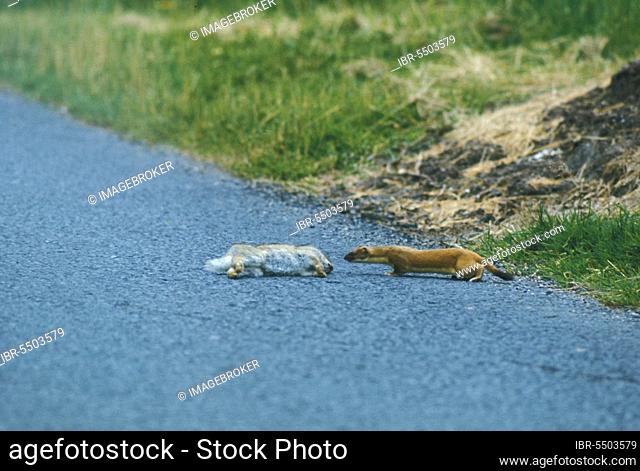 Ermine (Mustela erminea), stoats, large weasel, marten-like, predators, mammals, animals, Stoat Stoat approaching dead rabbit on road
