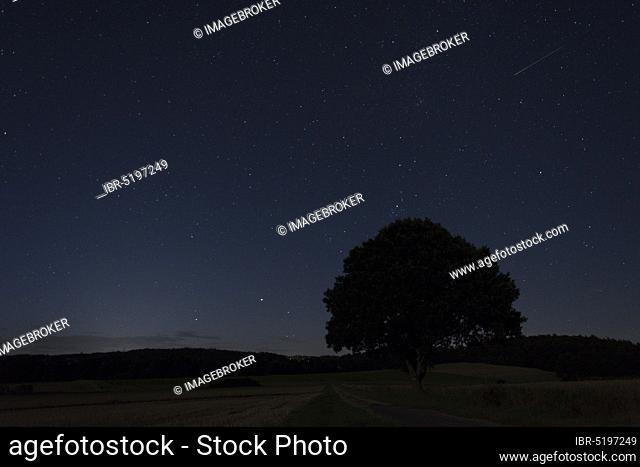 Shooting star, Oak (Quercus), Starry sky in August, Münden nature park Park, Münden, Lower Saxony, Germany, Europe