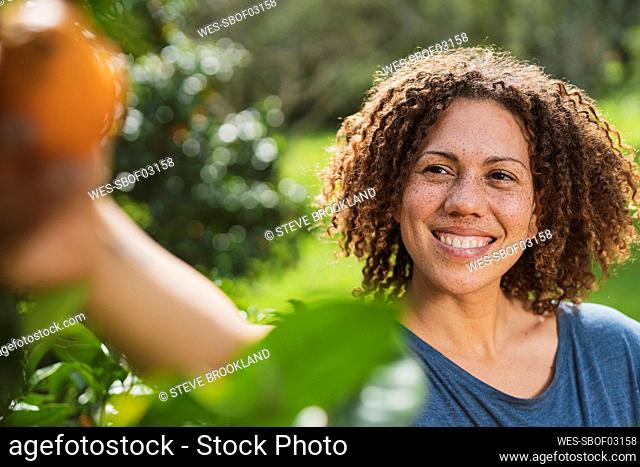 Smiling curly haired woman with freckles picking oranges from tree in garden
