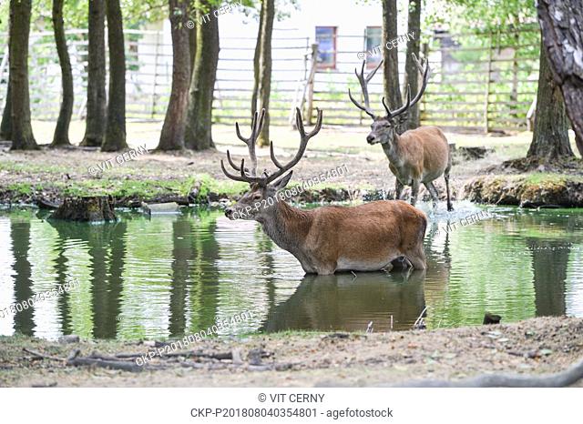 The series of tropical days continues in the Czech Republic with temperatures of up to 38 degrees Centigrade and the Red deer cools itself by Skalice near Ceska...