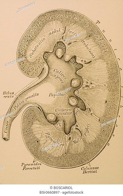 KIDNEY, DRAWING<BR>The kidneys are bean-shaped organs which in humans are approximately 12cm in length. An integral part of the urinary system