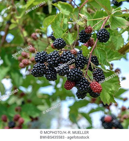 shrubby blackberry (Rubus fruticosus 'Loch Tay', Rubus fruticosus Loch Tay), cultivar Loch Tay, Germany, Saxony