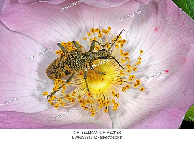 Blackspotted pliers support beetle, Oak longhorn beetle (Rhagium mordax), ona rose flower, Germany
