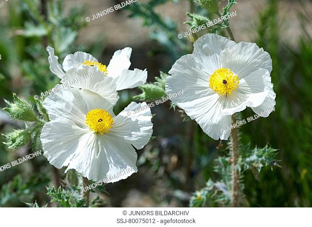 DEU, 2010: Flatbud Prickly Poppy, Chicalote. (Argemone munita), flowering