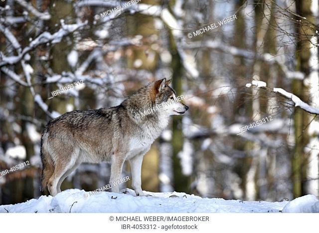 Male leader of the pack, alpha wolf, Northwestern wolf (Canis lupus occidentalis) in the snow, lookout, captive, Baden-Württemberg, Germany