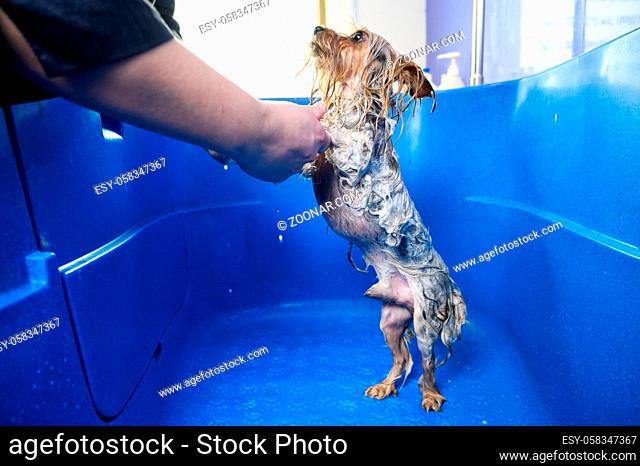 Professional pet groomer washing Yorkshire terrier with shampoo in pet grooming salon. High quality photo