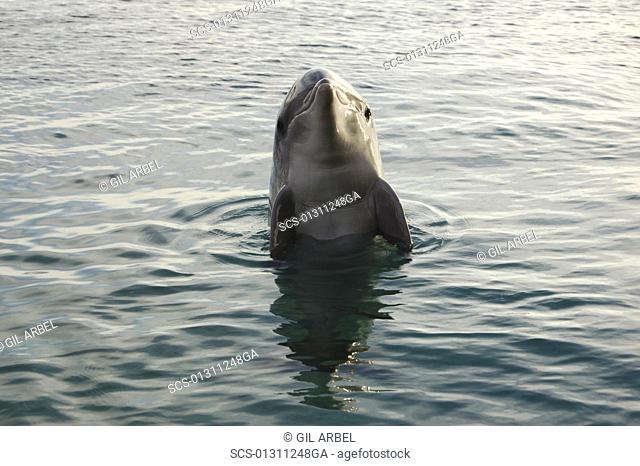 Bottlenose dolphin Tursiops truncatus in a sea pen Red Sea Captive