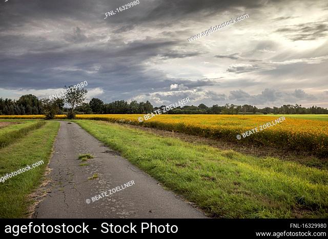 Flower field, Tornesch, Kreis Pinneberg, Schleswig-Holstein, Germany, Europe