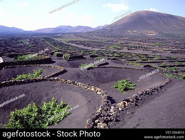 Vineyards. La Geria, Lanzarote island, Canary Islands, Spain