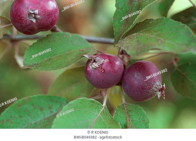 Toringo Crab-Apple, Toringo Crab apple Malus sieboldii, Malus x zumi, Malus zumi, cultivar Aldenham Purple