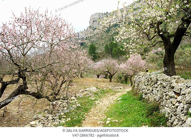Almond trees in bloom in the Vall de Laguar, Benimaurell, province of Alicante, Valencia, Spain