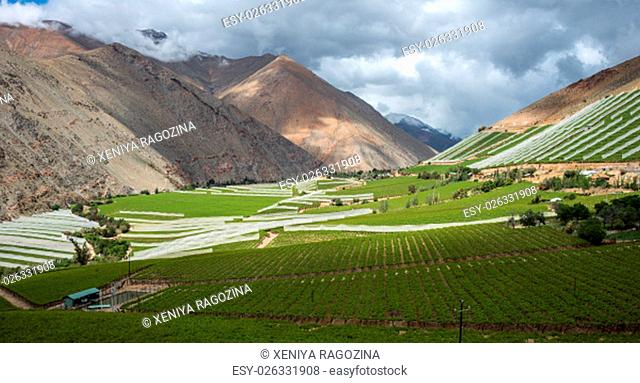 Spring Vineyard. Elqui Valley, Andes part of Atacama Desert in the Coquimbo region, Chile