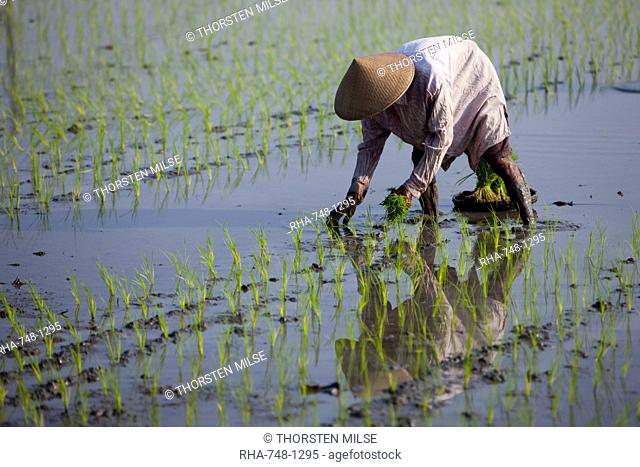 Farmer planting rice, Kerobokan, Bali, Indonesia, Southeast Asia, Asia