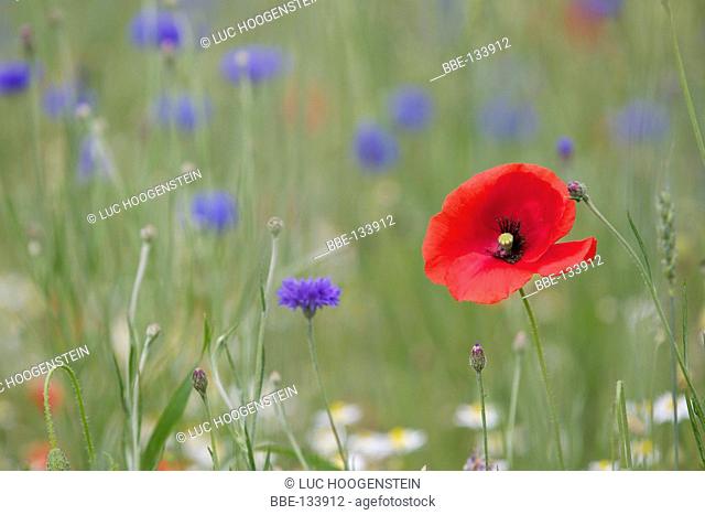 Wheat field with poppy and cornflowers