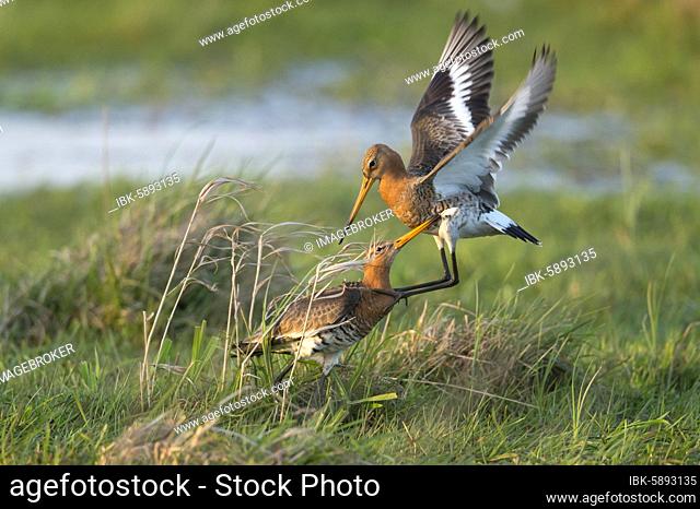 Disputed Black-tailed godwits ( Limosa limosa) in wet meadow, turf warfare, dune lowland, Lembruch, Lower Saxony, Germany, Europe