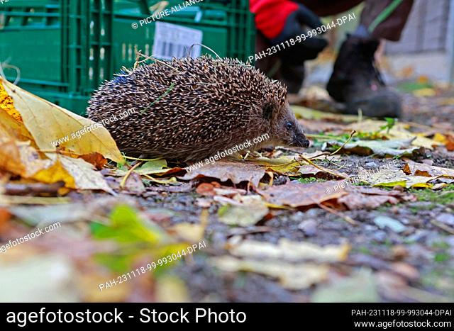 17 November 2023, Saxony-Anhalt, Halberstadt: A little hedgehog, who has been christened Ferdinand, explores the grounds of the wildlife sanctuary at...