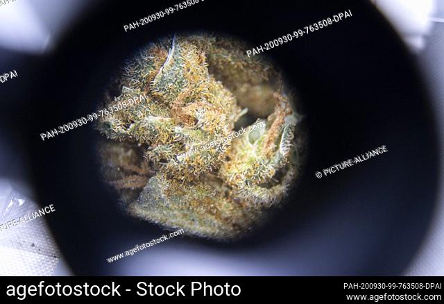 22 September 2020, Lower Saxony, Hanover: Marijuana lies under a microscope in a mobile laboratory of the State Office of Criminal Investigation (LKA) of Lower...