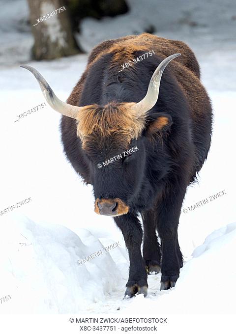 Heck Cattle (Bos primigenius taurus), an attempt to breed back the extinct Aurochs from domestic cattle. Winter in the National Park Bavarian forest...