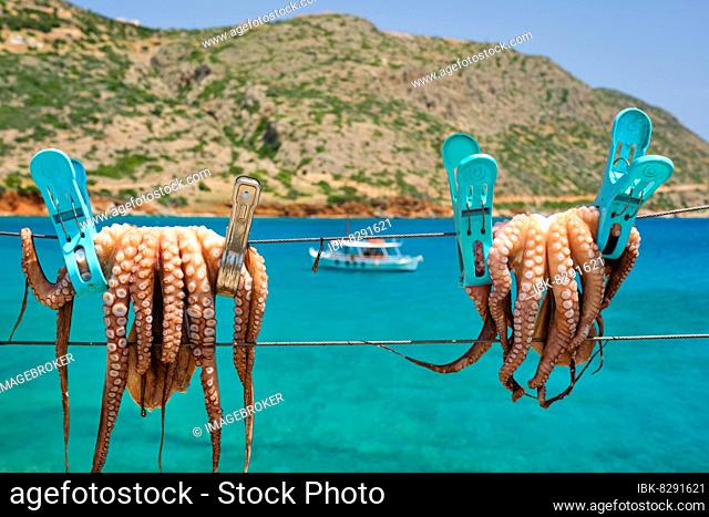 Fresh octopus drying on the rope on sun with turquoise water of Aegean sea with fishing boat on background, Crete island, Greece