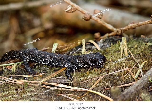 smooth newt (Triturus vulgaris, Lissotriton vulgaris ), on shore, Germany, Mecklenburg-Western Pomerania