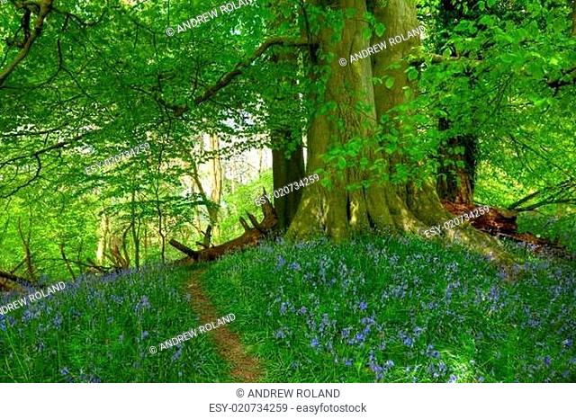 Beech wood with bluebells