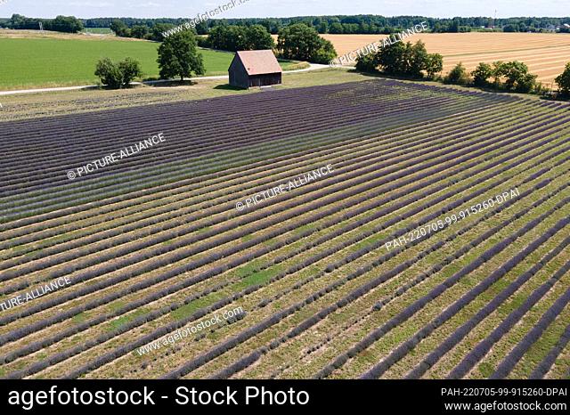 05 July 2022, Saxony, Niesky: Lavender blooms in a field belonging to the See agricultural cooperative (aerial view taken by drone)