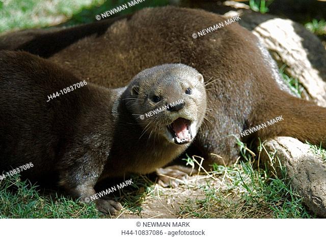 Spotted-necked Otter, Lutra maculicollis, otter, animal