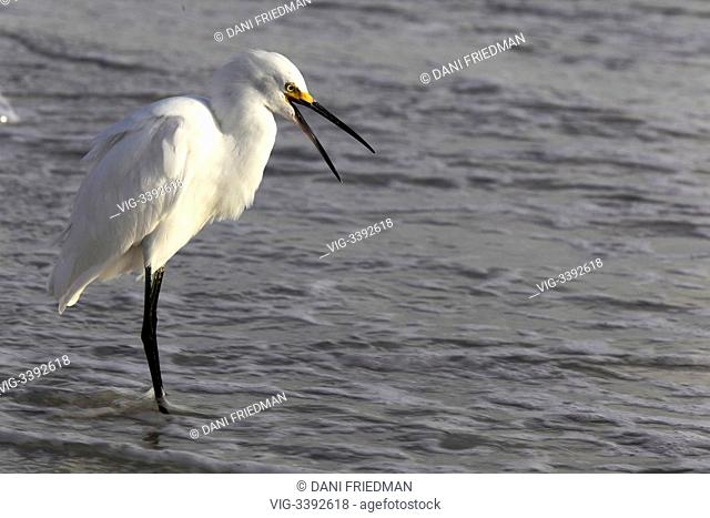 Snowy Egret (Egretta thula) searching for food in the ocean at South Marco Beach on Marco Island, Florida, USA. - MARCO ISLAND, FLORIDA