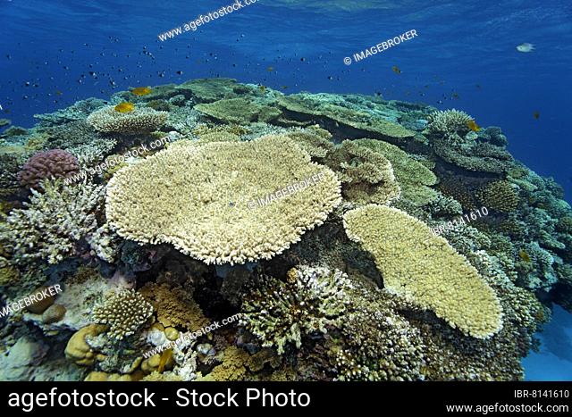 Koal reef, reef top with various Agropora acroporid coral (Acroporidae), table coral, Red Sea, Egypt, Africa
