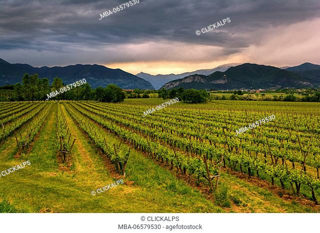 Europe, Italy, Vineyards in Franciacorta, province of Brescia