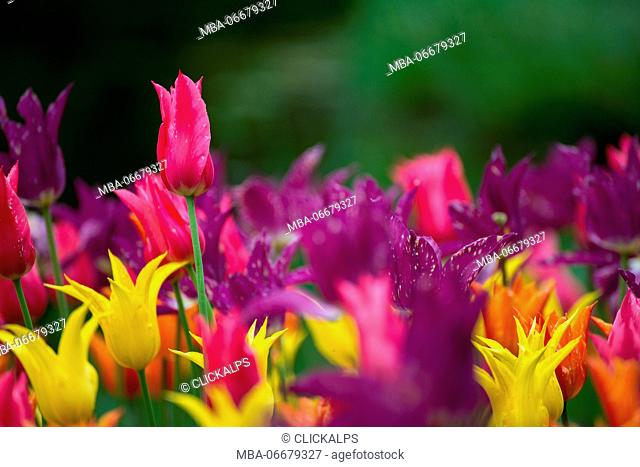 Merano/Meran, South Tyrol, Italy. Colorful variety of tulips